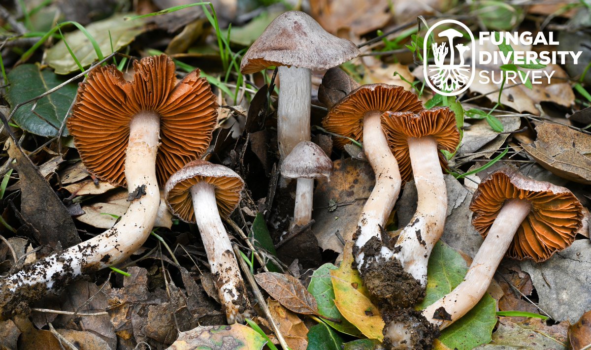 Did you know fungi are essential for the health and balance of our ecosystems? From the beautiful mushrooms in the forest to the microscopic organisms beneath your feet, fungi play a crucial role in supporting life on Earth. Learn more at fundis.org