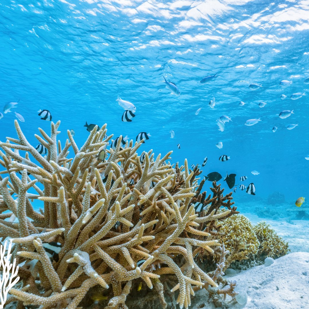 RedLAC1's tweet photo. Moreover, they have worked on watershed conservation efforts 💧🌿 They are ocean heroes! Proud members of RedLAC. 💪 

#Conservation #MEPA #AntiguaAndBarbuda #RedLAC #OceanHeroes #RedLACMembers https://t.co/lzrUCIstEl