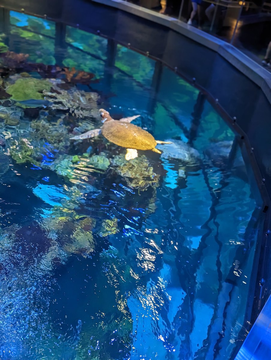 MrsONeill22's tweet photo. So much fun seeing the Big 3 sea turtles! https://t.co/aZjI6sSg2v