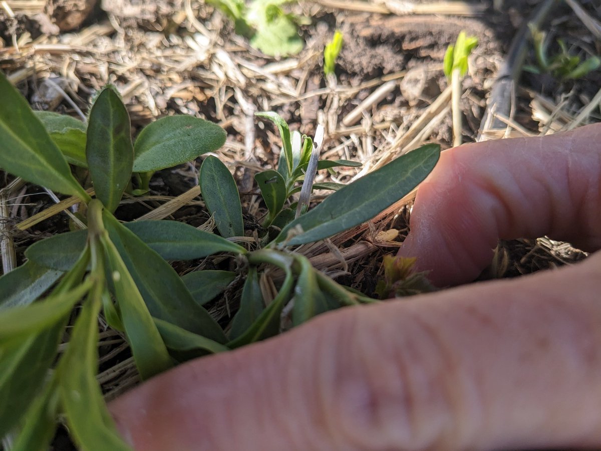 GardenEdSandra's tweet photo. We have tiny Monarch caterpillars!! How many can you find?
#UELFGarden
@xercessociety @schoolgardens @sanctuaries @NOAA @dailystem @Afro_Herper @UELF_PTA @UELFSEAWOLVES1 @LundeChristina @Proud2BeCRPUSD @RohnertParkCity @WholeKidsFnd @milkweedmatters @ms_hassur @tammy_barksdale https://t.co/8igG2zwXWn