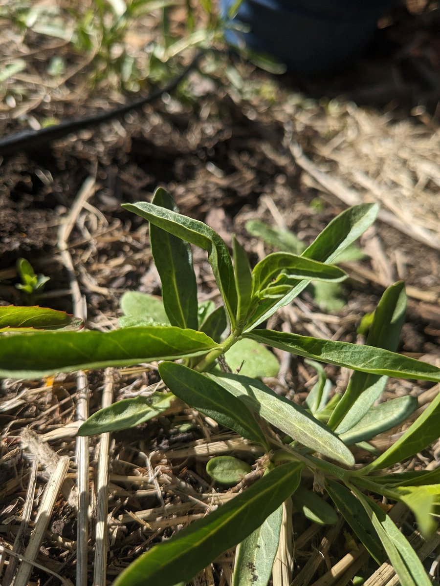We have tiny Monarch caterpillars!! How many can you find?
#UELFGarden
<a href="/xercessociety/">The Xerces Society</a> @schoolgardens <a href="/sanctuaries/">Sanctuaries (NOAA)</a> <a href="/NOAA/">NOAA</a> <a href="/dailystem/">dailySTEM Chris Woods</a> <a href="/Afro_Herper/">Dr. Earyn McGee, Lizard lassoer 🦎</a> <a href="/UELF_PTA/">UELF PTA</a> <a href="/UELFSEAWOLVES1/">UELFSEAWOLVES</a> <a href="/LundeChristina/">Christina Lunde</a> <a href="/Proud2BeCRPUSD/">CRPUSD</a> <a href="/RohnertParkCity/">City of Rohnert Park</a> <a href="/WholeKidsFnd/">Whole Kids</a> <a href="/milkweedmatters/">Milkweed Matters</a> @ms_hassur <a href="/tammy_barksdale/">Mrs. B’s Class</a>