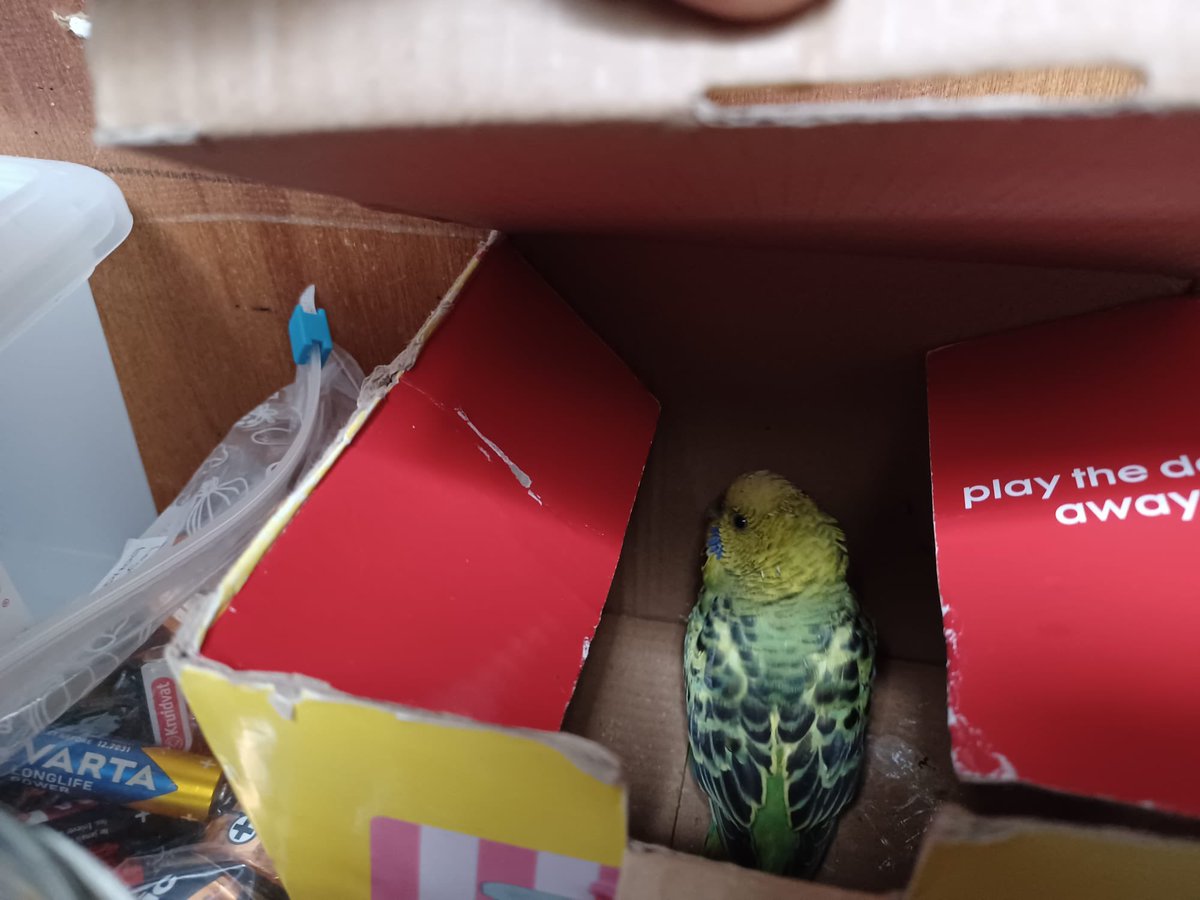 Grasparkiet aan komen vliegen

Albert Boeve, Koert Meulemanstraat, heeft deze grasparkiet gevonden.