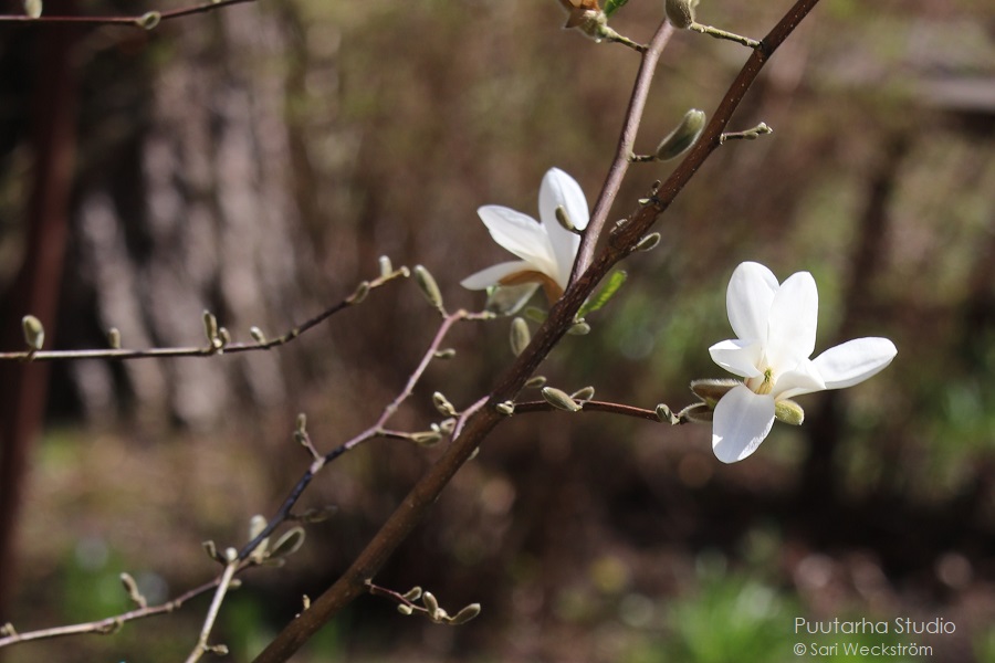 PuutarhaStudio's tweet photo. Upea magnolia `Vanha Rouva` kukkii nyt pihallamme.  Se on aika talvenkestävä ja helppo kasvi.
Tärkeää on valita sille hyvä kasvupaikka. Siitä enemmän jutussa.
https://t.co/JsldHfuaVU
#magnolia #kasvienvalintaa https://t.co/nImvW5fREB