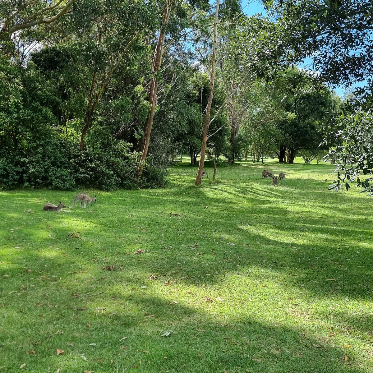 gavlar23401's tweet photo. Nelsons Bay Club Club. A round with the boyz https://t.co/LIHVrIo9GB