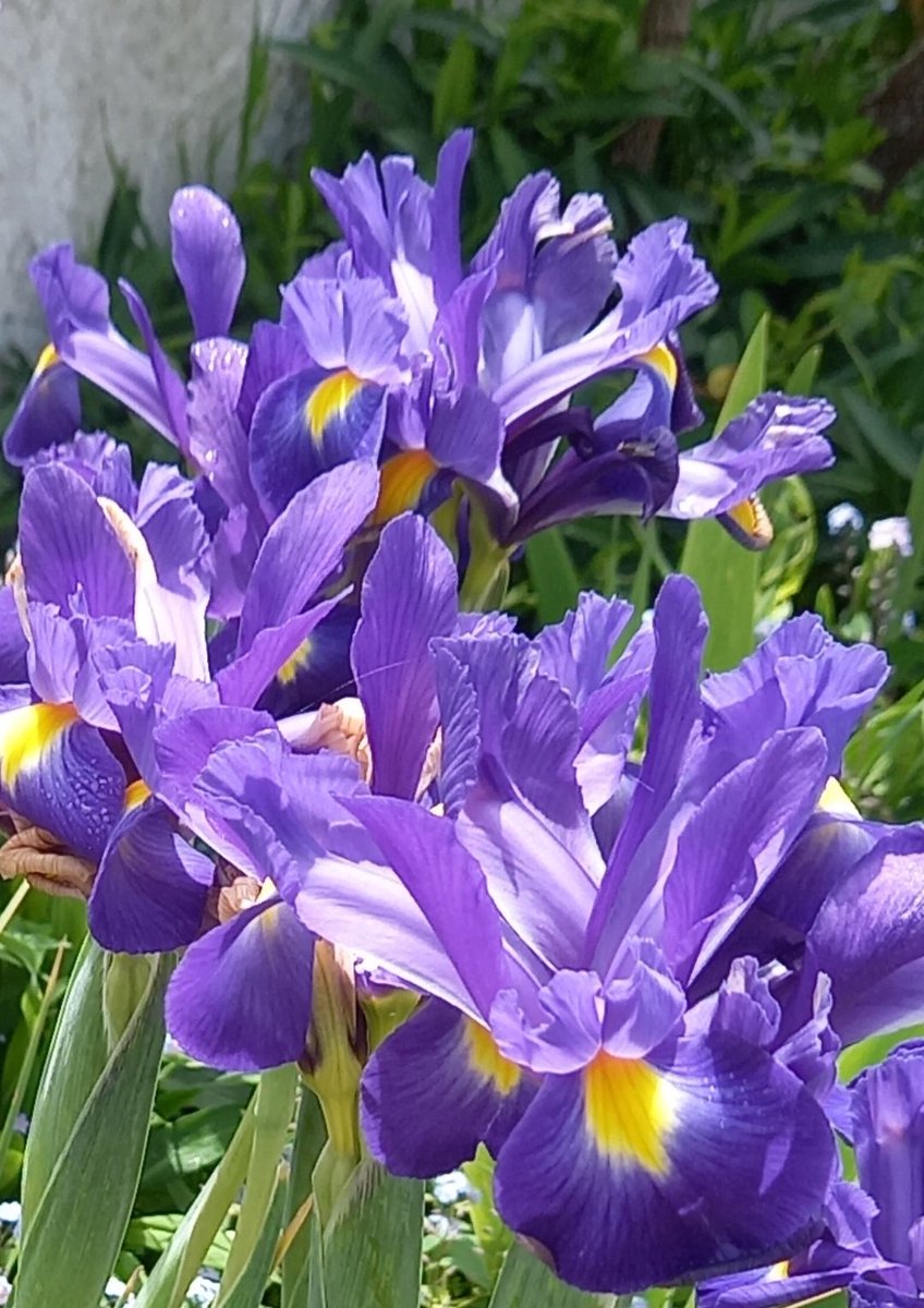 anika_anik49's tweet photo. Iris 🤗 de la Côte d'Amour
Splash 💜💜💜
#Flowers #BattleFlower #fleurs https://t.co/TE4LLuY8vm