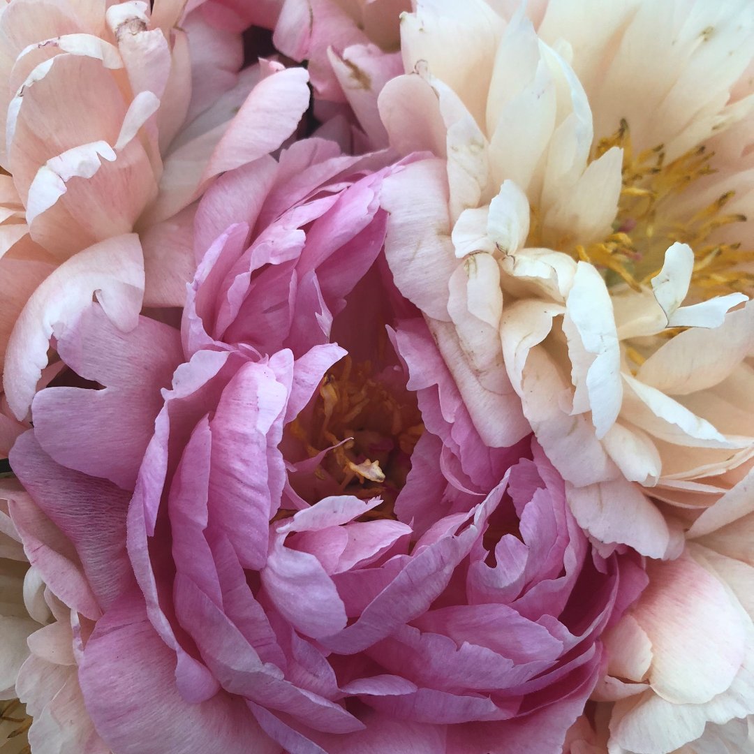 The Great British Garden Festival tweet media