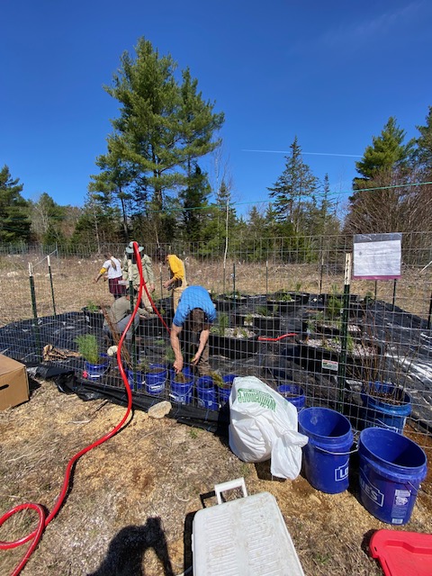 All seedlings are now in place! Planting is complete for our Northeastern States Research Cooperative-funded project examining effects of heat and drought on tree regeneration across Maine. Many thanks to our volunteers for over 200 hours of hard work to make this possible!