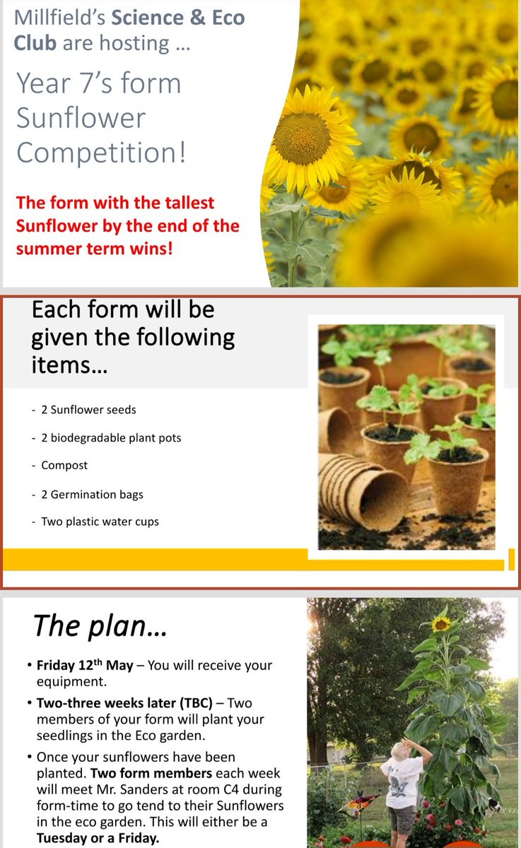 Exciting competition news!
Mr Sanders is launching the Yr7 Eco Club Form Competition tomorrow! 🌻
Which form will grow the tallest sunflower? 🌻 
#TeamMillfield 
#BeExceptional