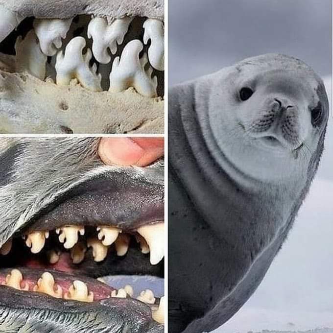 InformaCosmos's tweet photo. ¿Conocías estos dientes magníficamente especializados y extraños?

Pertenecen a una foca cangrejera (Lobodon carcinophagus), una especie de pinnípedo que vive en la Antártida.

Su dentadura está diseñada para el tipo de alimento que constituye prácticamente el 100% de su dieta: el krill antártico. Los dientes funcionan como filtros, dejan salir el agua y retienen el alimento. Sin duda una adaptación realmente sorprendente.

Curiosamente a pesar de llamarse foca cangrejera, los cangrejos no están dentro de su dieta.