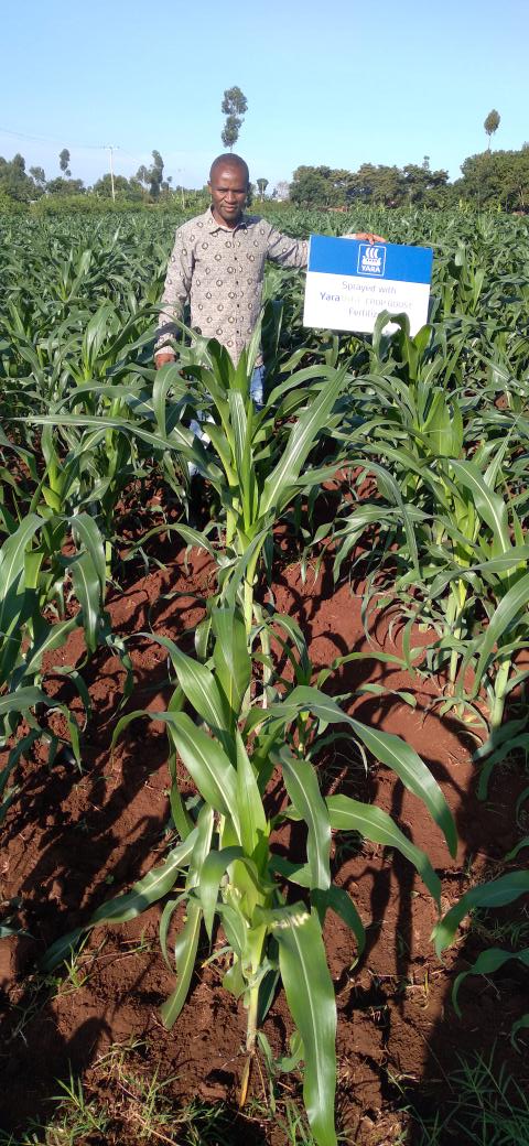 The maize was planted with Yara MiCROP planting fertiliser then topdressed done by Yara MICROP planting Fertiliser Sprayed by YaraVita CROP BOOST <a href="/yarakenya/">YaraKenya</a> <a href="/FarmGROafrica/">FarmGRO Africa</a> <a href="/MFarmguard/">Mr🇰🇪 Farmguard 🇬🇧 🥔</a> <a href="/Fifi_dvc/">FarmGirl</a> #MboleaNiyara