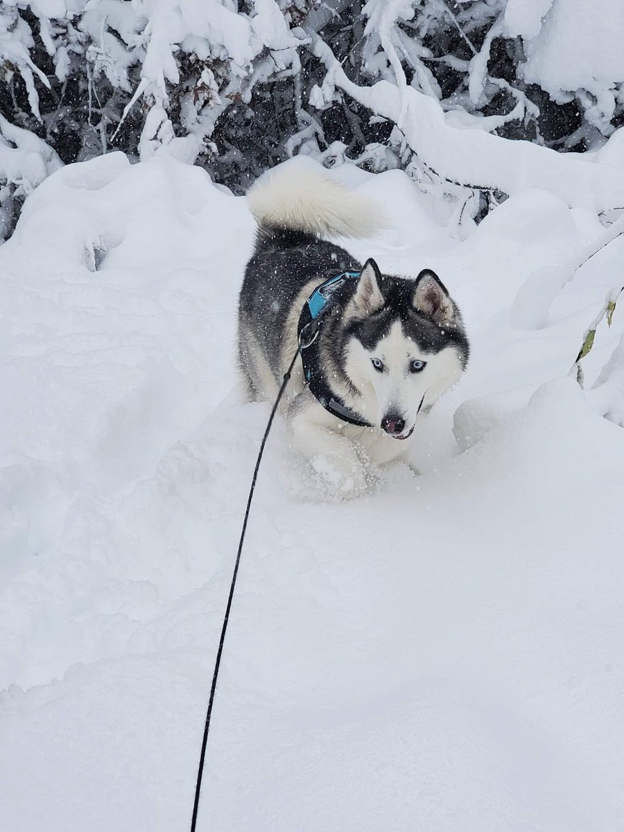 Happy National Pet Week!

Today we are featuring our Marketing Manager, John, and his husky Ares!

From hiding in ovens to thinking John is his sleigh, Ares knows how to make sure people know he's a wild guy.

#NationalPetWeek