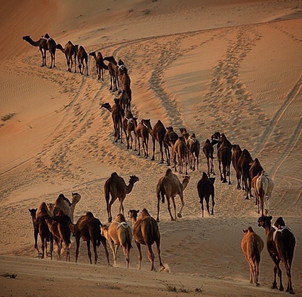 راعيها tweet media