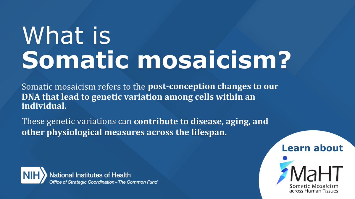 NIH_CommonFund's tweet photo. While #SomaticMosaicism isn't an everyday term, it has the potential to have an impact on everyday health outcomes. Read how our #SMaHTNetwork will catalyze research on how it influences #HumanBiology and #disease. https://t.co/WcuITWgJeI https://t.co/N5kW2fnvOS
