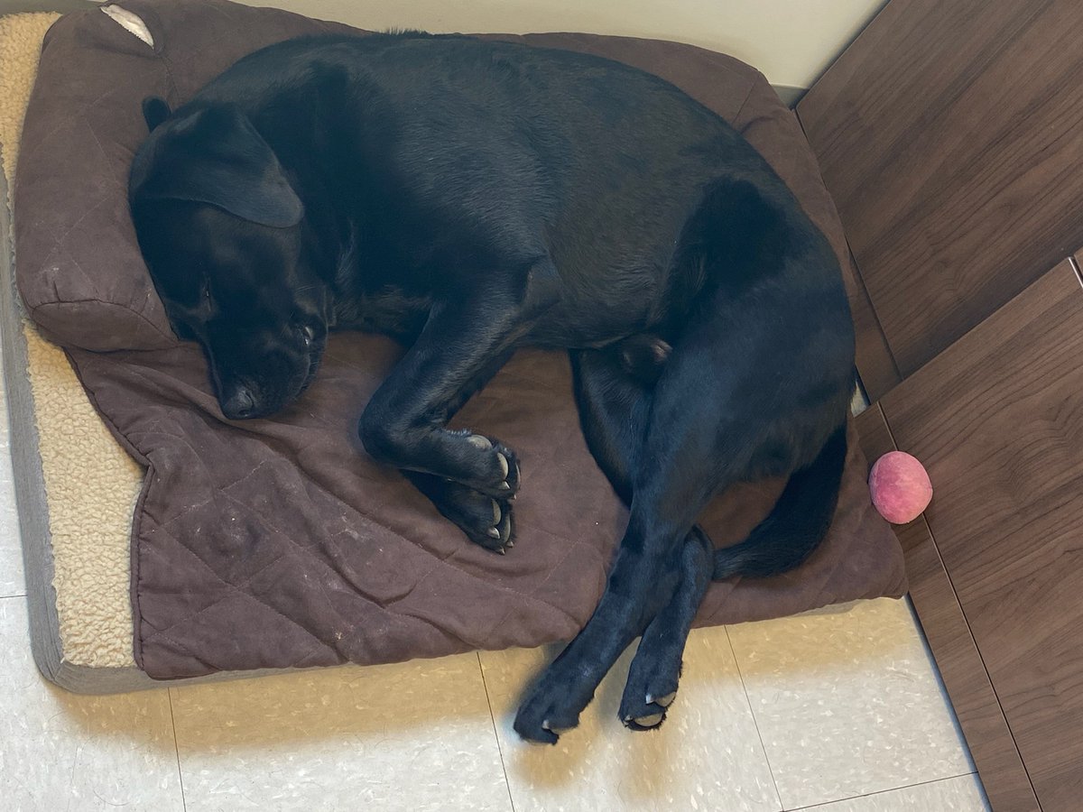 HighCanadianGuy's tweet photo. This boy out grows every bed we get https://t.co/2Y76kBqrci