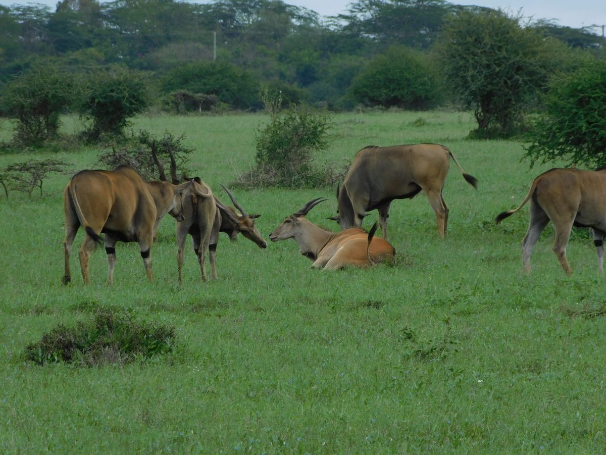 TWFkenya's tweet photo. Game happily grazing in the naretunoi conservancy. There was not even a single game a month ago in the same spot. 
@thewildlifefoundation_ke @athikapitiwildlifeconsevancy @kwcakenya https://t.co/IlKp5ROmob
