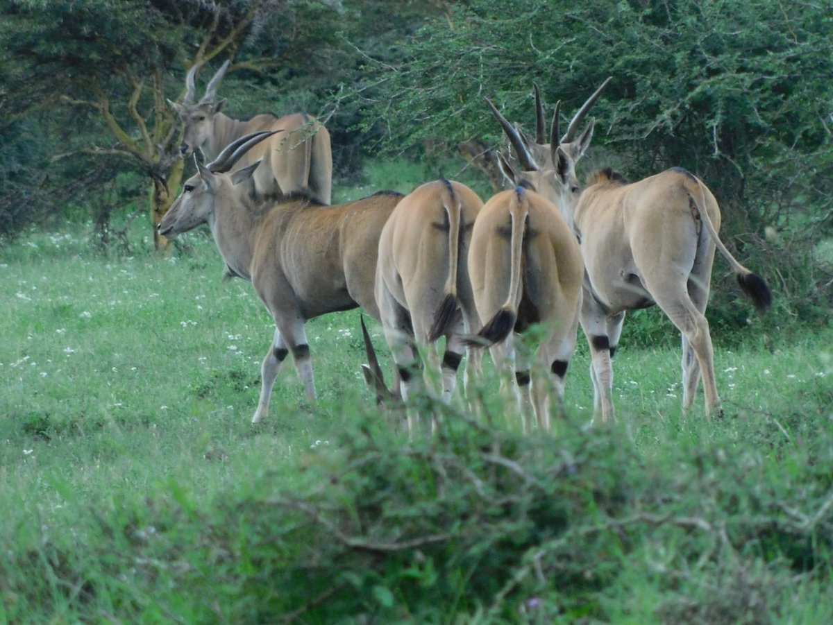 TWFkenya's tweet photo. Game happily grazing in the naretunoi conservancy. There was not even a single game a month ago in the same spot. 
@thewildlifefoundation_ke @athikapitiwildlifeconsevancy @kwcakenya https://t.co/IlKp5ROmob