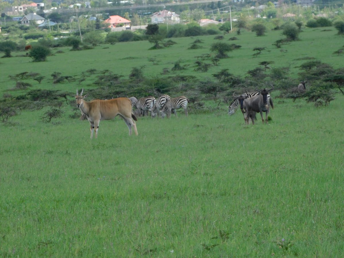 Game happily grazing in the naretunoi conservancy. There was not even a single game a month ago in the same spot. 
@thewildlifefoundation_ke @athikapitiwildlifeconsevancy <a href="/kwcakenya/">Kenya Conservancies</a>