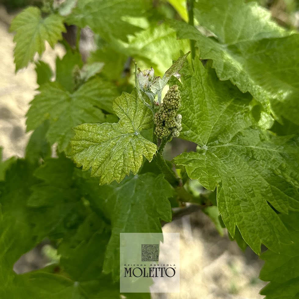 Vini_Moletto's tweet photo. 🌱 Accrescimento dei #germogli e comparsa di abbozzi di #grappoli.
📷 #grappolo della varietà #Glera
🌱Growth of #buds and appearance of sketches of #clusters.
📷 Glera (#Prosecco) variety #cluster
.
.
#lifecycle #vines #shoots #bunches #buds #budburst #budbreak #bunch https://t.co/AG3VxXBULA