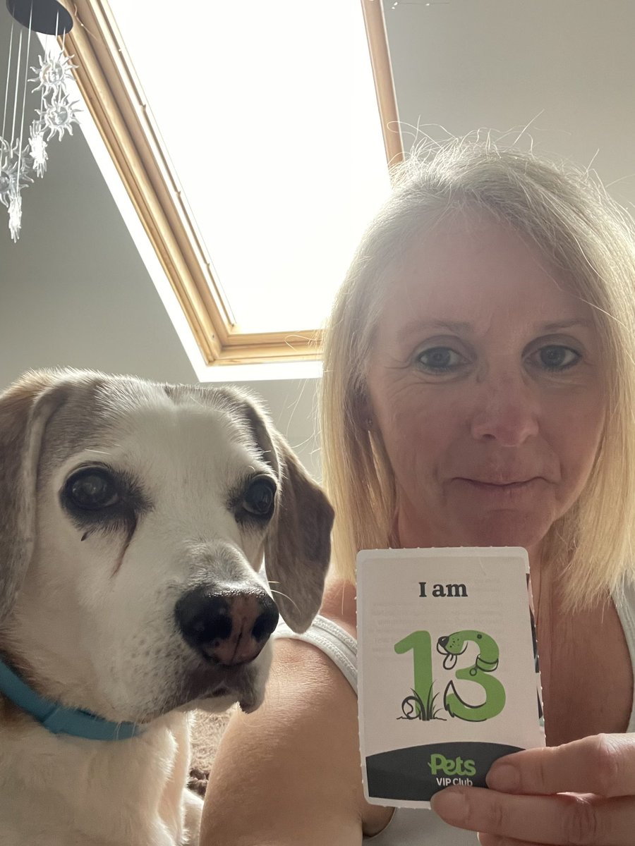 My lovely birthday boy #beaglesoftwitter <a href="/PetsatHome/">Pets at Home</a> #VIPpetsbirthday