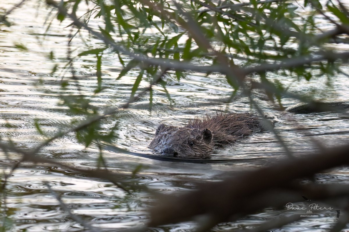 DavePetersPhoto's tweet photo. I’ve also seen two young beavers .This is the smaller at roughly 30 cm in length. I feel so lucky to have had such a close encounter at only 1m (look out for the video) 

#canonphotography  #Canon  @KentWildlife @BeaverTrust #canonr7 #beavers #beaver #kentwildlife #ukwildlife https://t.co/E8CM0qvIv8