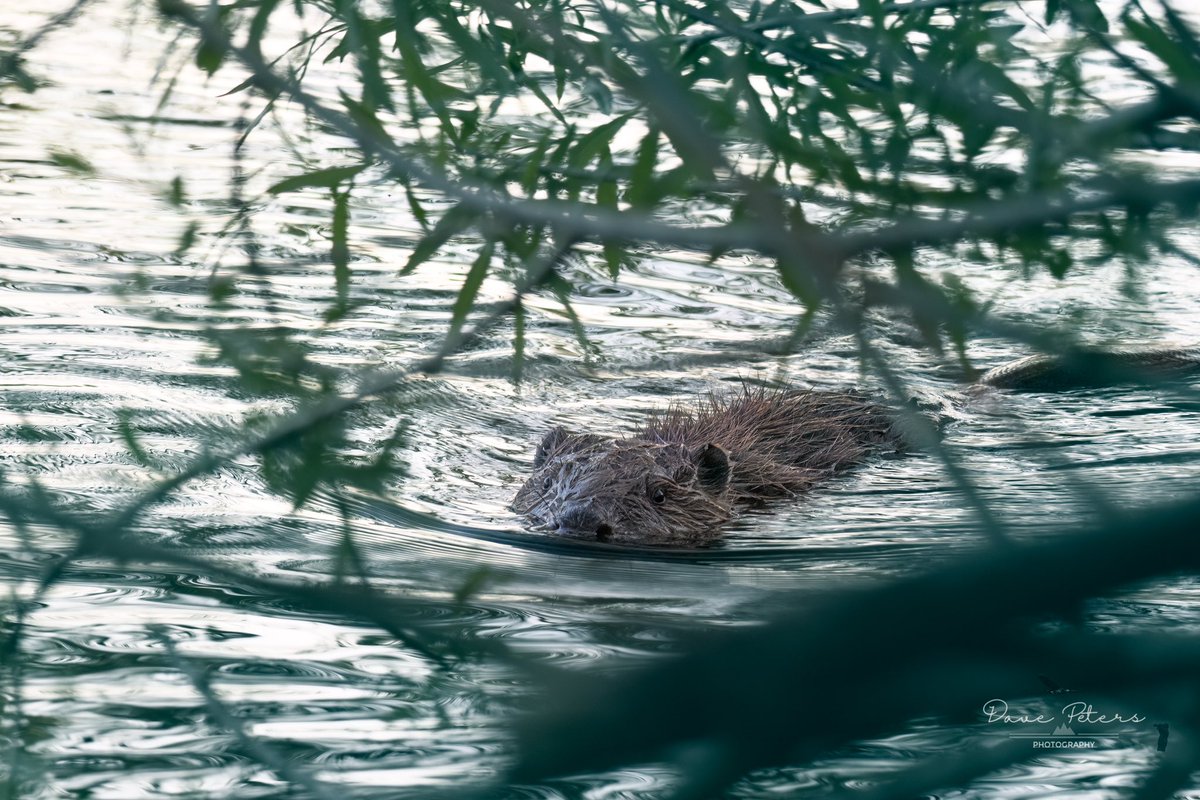 DavePetersPhoto's tweet photo. I’ve also seen two young beavers .This is the smaller at roughly 30 cm in length. I feel so lucky to have had such a close encounter at only 1m (look out for the video) 

#canonphotography  #Canon  @KentWildlife @BeaverTrust #canonr7 #beavers #beaver #kentwildlife #ukwildlife https://t.co/E8CM0qvIv8