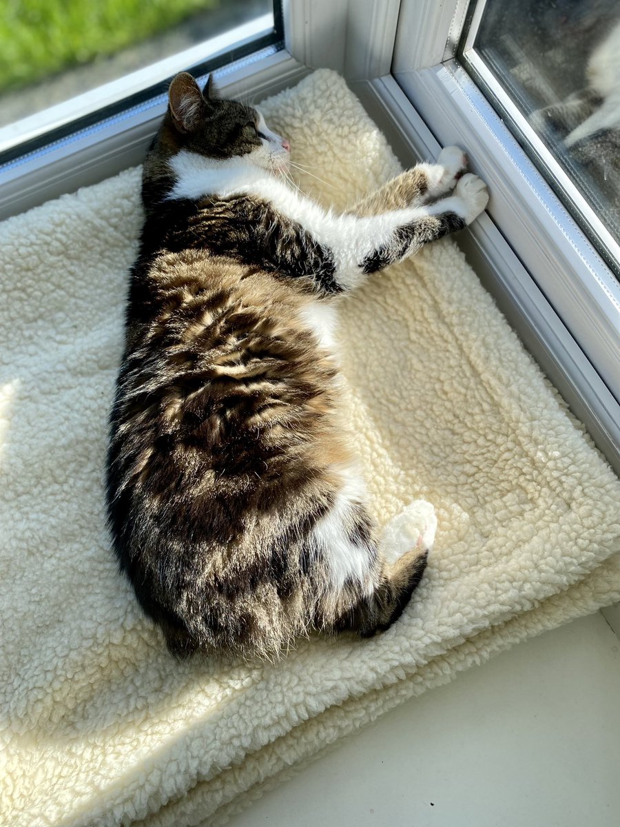 carol199's tweet photo. More sunbathing for the wee floof 🥰🌞😁❤️ #Tabitha #SunbathingKitty #Floofy #CatsOfTwitter #ManxCat https://t.co/G7GIp7ncRb