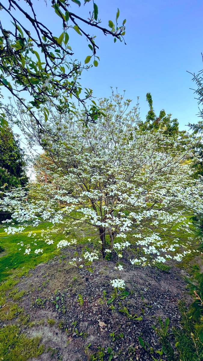 AndrzejUejciec's tweet photo. Dereń kwiecisty #cornusflorida
Szkoda, że na fotce trudno oddać jego urodę. https://t.co/0koaXra4G8