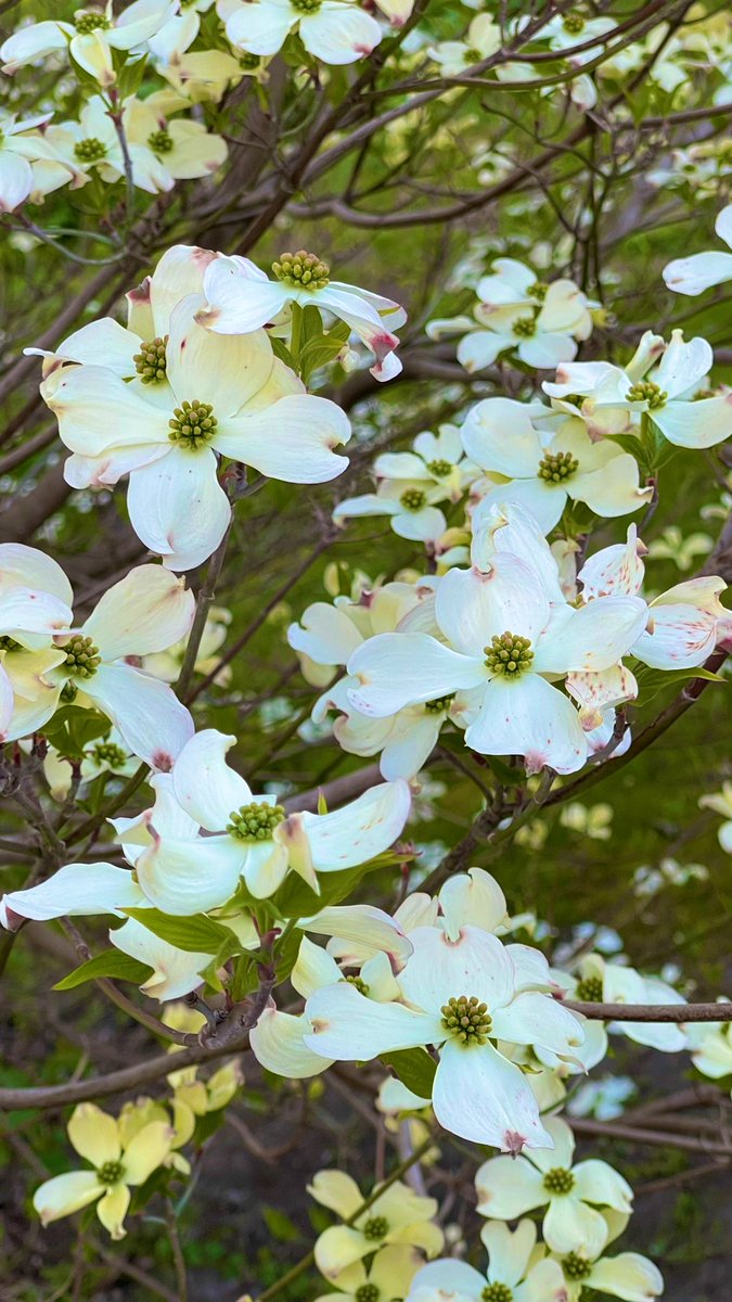 AndrzejUejciec's tweet photo. Dereń kwiecisty #cornusflorida
Szkoda, że na fotce trudno oddać jego urodę. https://t.co/0koaXra4G8