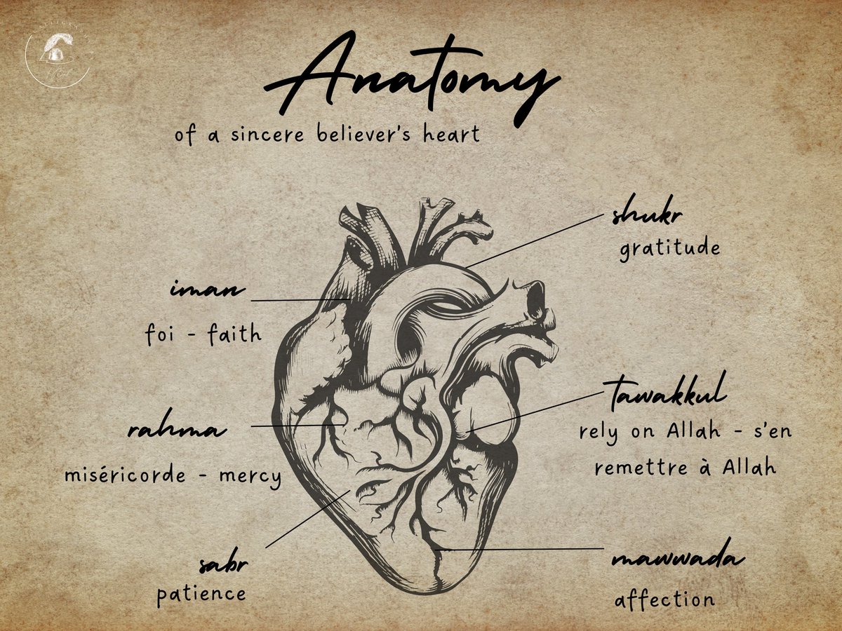 Calligraphy_IB's tweet photo. « Anatomy of a sincere believer’s heart » https://t.co/e0kFSBXptD
