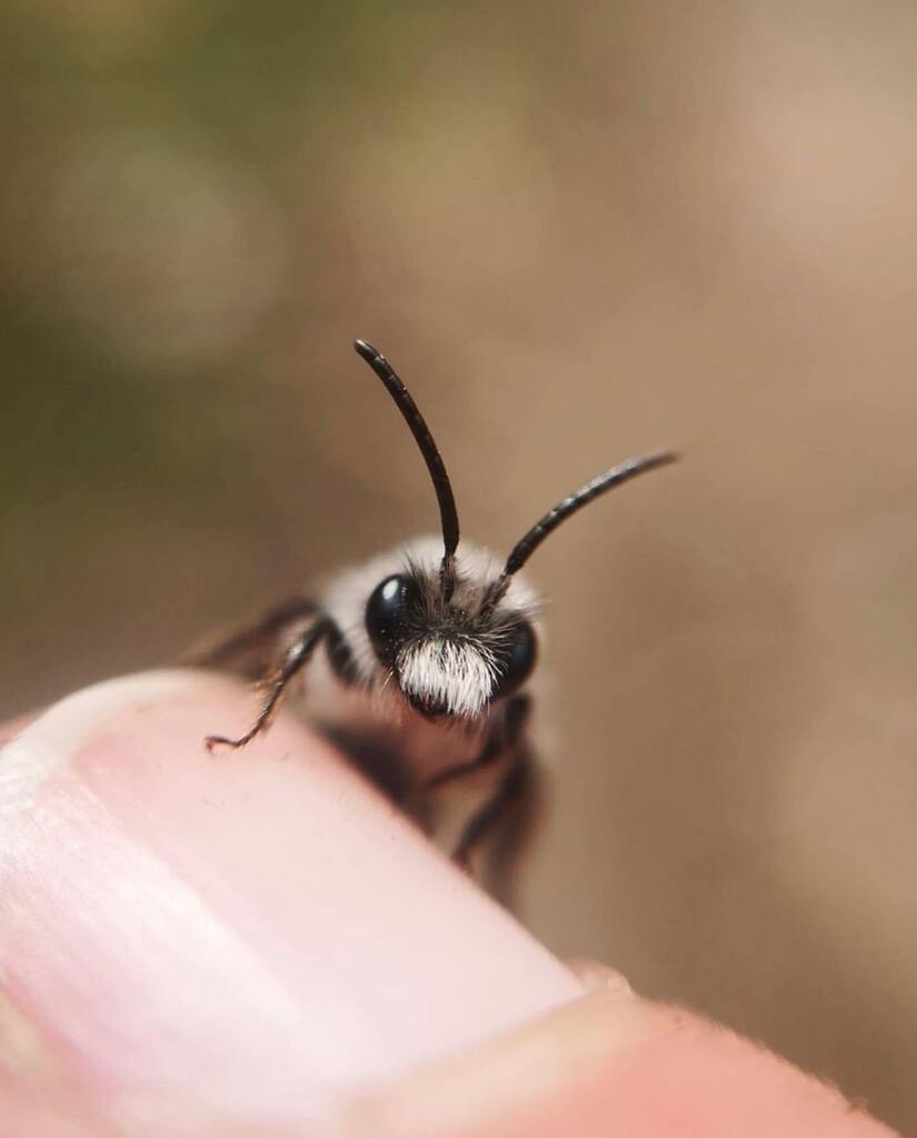 Beemmunity tweet media