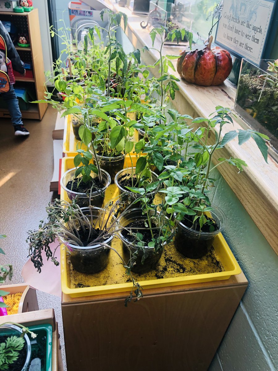 MsGlozano's tweet photo. Our plants are growing! @_MsStephanie_ https://t.co/9R3vHcAxLf