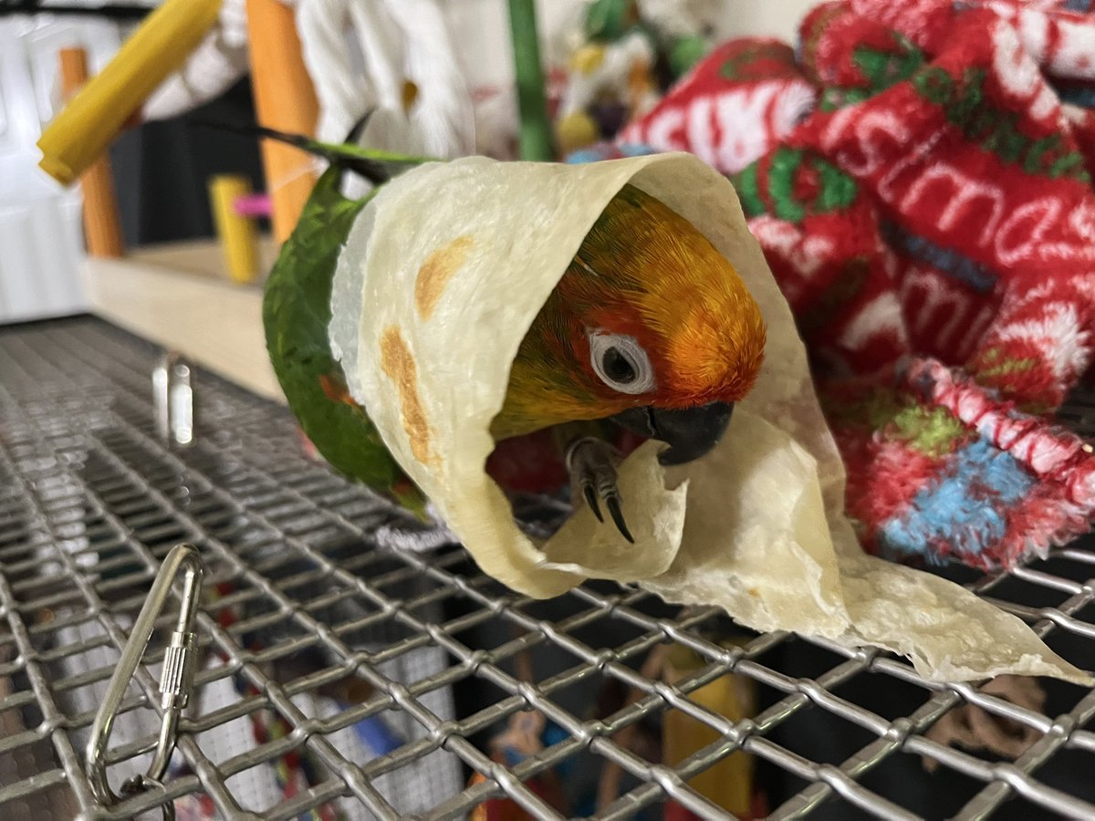 pico burrito
