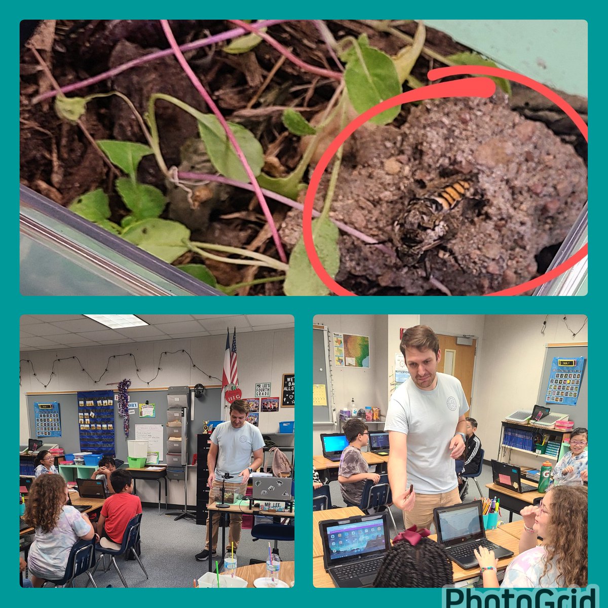 jani_golightly's tweet photo. I'm science news, Mr. Lee's 4th grade class had a front row seat to witness the last stage of this moth's life cycle! #ccisdlearns @WeberElem #CCISDICs @CCISDScience #ccisdEleScience https://t.co/2mugji7k5A