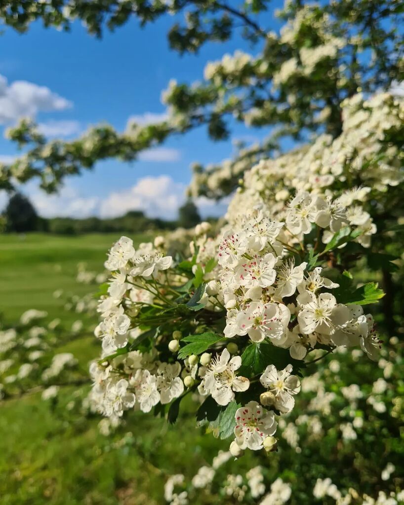 Beautiful sunny 7km 🏃‍♂️😎
#run #running #runninggirl #runner #blossom #blossomtree #blueskies #bluesky #Wokingham #finchampstead #berkshire #berks #berkshirelife #england #countryside #englishcountryside #strava #runhappy #runningmotivation #runningaddic… instagr.am/p/CsHBH7Jt06Z/