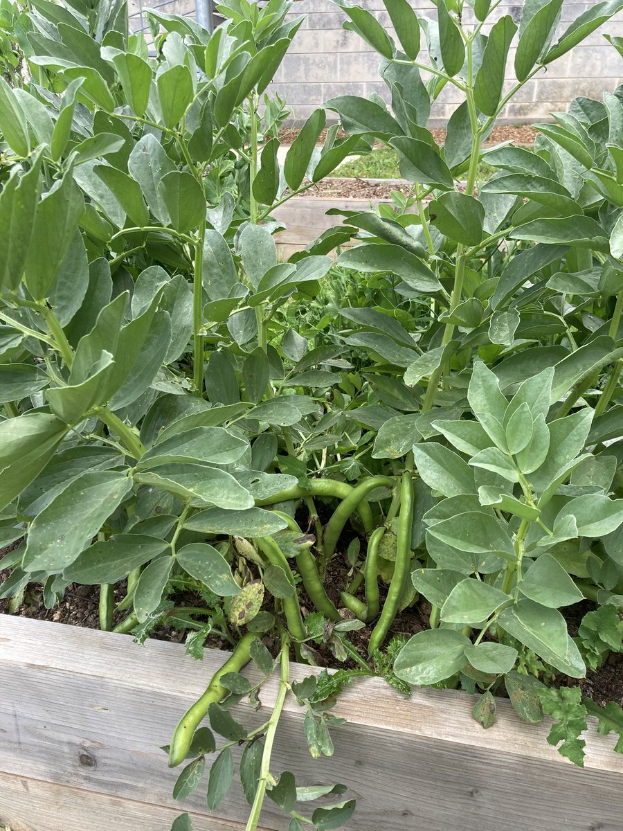 EcolePerat's tweet photo. Journée récolte et dégustation des fèves plantées cet hiver par les élèves de cycle 2 dans le potager de l’école. 
Bravo à tous et merci à nos super AESH pour les tartines !

@IENsaintes17 @DSDEN17 @acpoitiers 
#teamPE #Saintes17 #classedehors 
#permisdevegetaliser #equipedechoc https://t.co/WhUGOsrTVQ