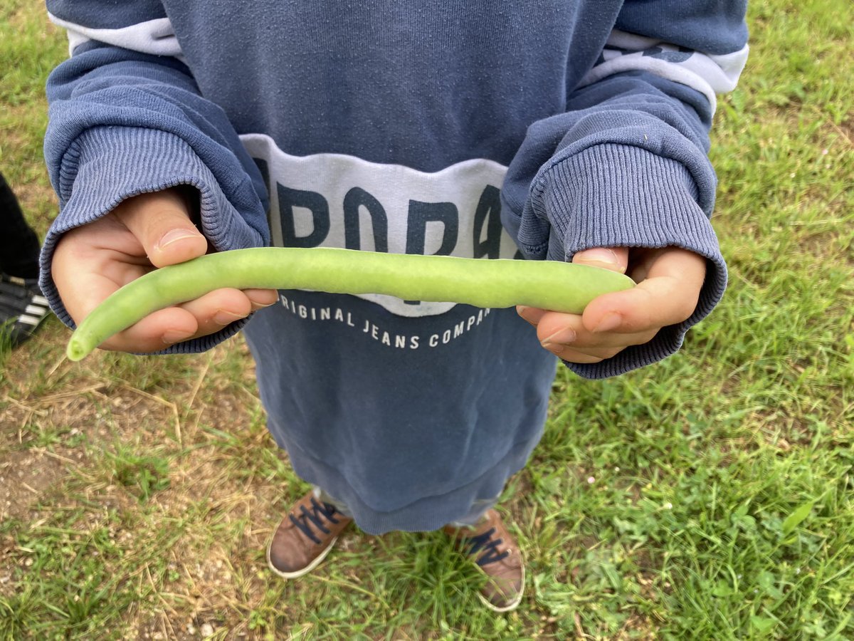EcolePerat's tweet photo. Journée récolte et dégustation des fèves plantées cet hiver par les élèves de cycle 2 dans le potager de l’école. 
Bravo à tous et merci à nos super AESH pour les tartines !

@IENsaintes17 @DSDEN17 @acpoitiers 
#teamPE #Saintes17 #classedehors 
#permisdevegetaliser #equipedechoc https://t.co/WhUGOsrTVQ
