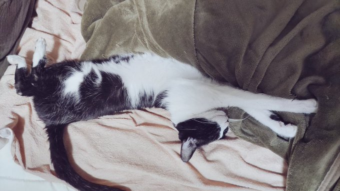 さっきまでキュッと丸くなって寝ていたけど、かいぬしが通りがかったならばねこは当然撫でられるべきだなと考えて腹を出すねこ(撫でました)