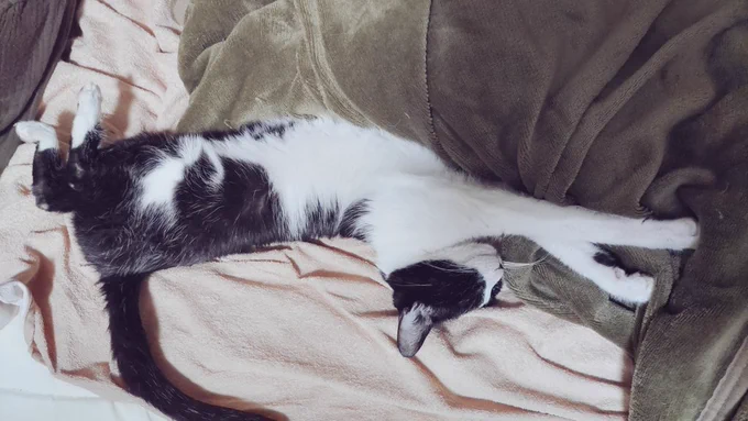 さっきまでキュッと丸くなって寝ていたけど、かいぬしが通りがかったならばねこは当然撫でられるべきだなと考えて腹を出すねこ(撫でました)