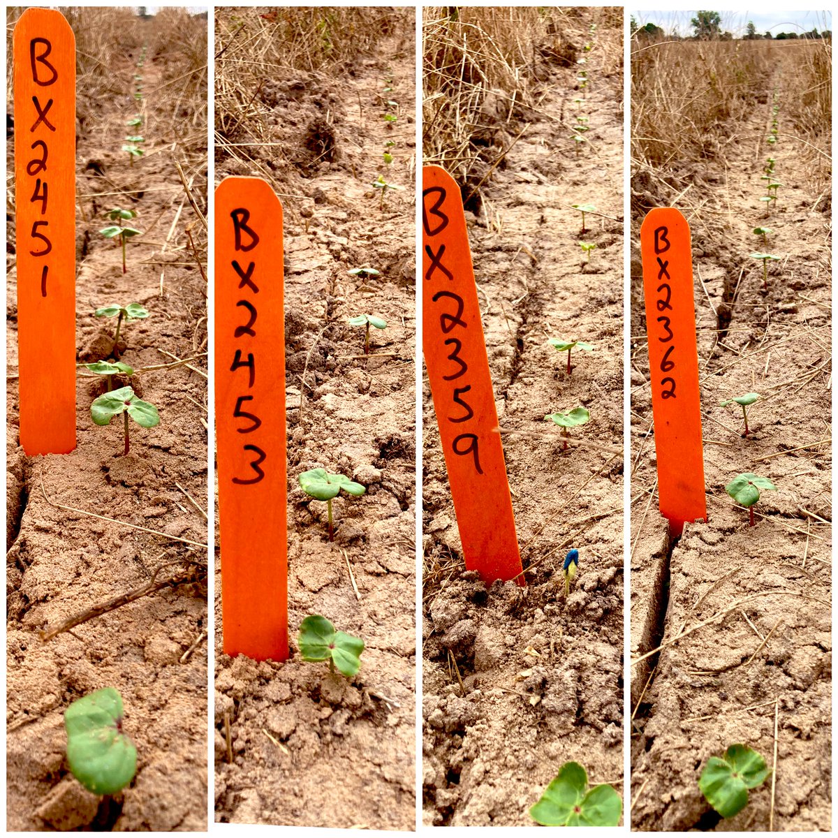 Here comes Stoneville Axant Flex from BASF…The next generation of cotton seed that is going to change the weed control game!! APT plot in South Alabama 7 days after planting and these guys got some GET UP and GO! **Stay tuned….. <a href="/BASFAgProducts/">BASF Ag Solutions US</a> #stonevillestrong