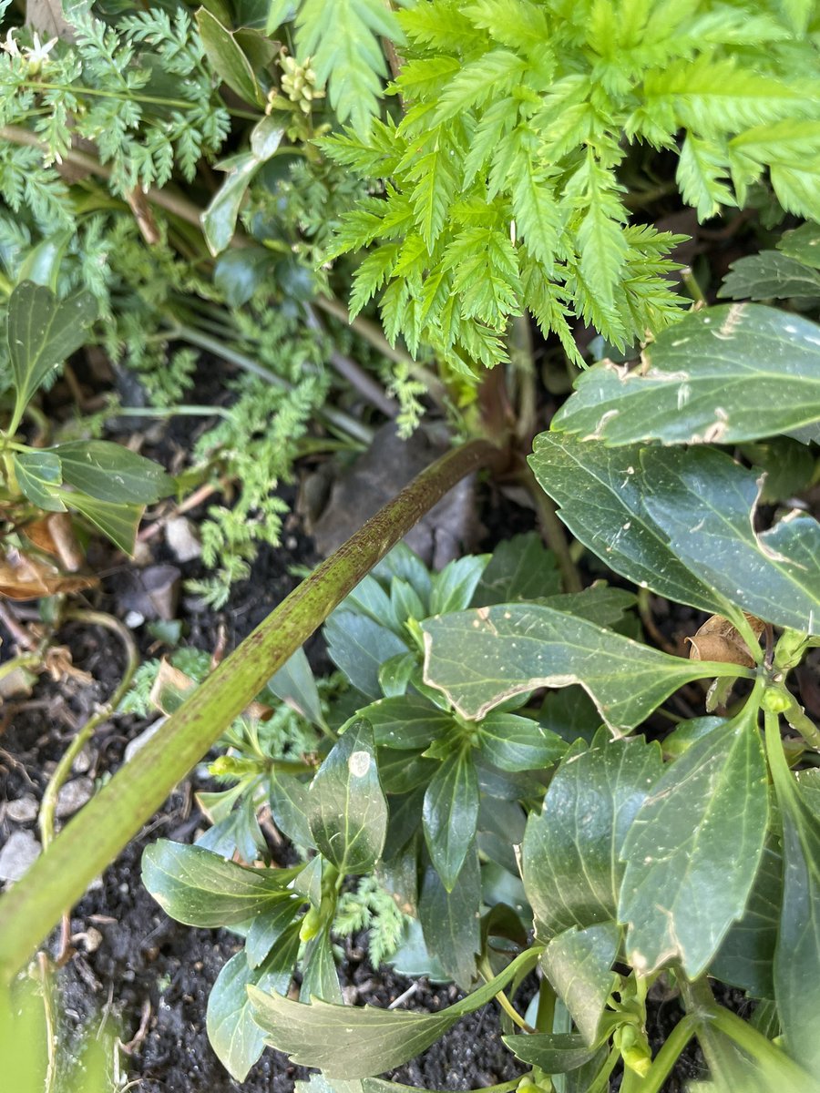 mwahl847's tweet image. Is the word ironic, fitting or weird when a medical toxicologist finds poison hemlock spontaneously growing in their back yard? @ILPoisonCenter @toxikonchicago #hemlock #poison #englishlanguage #English