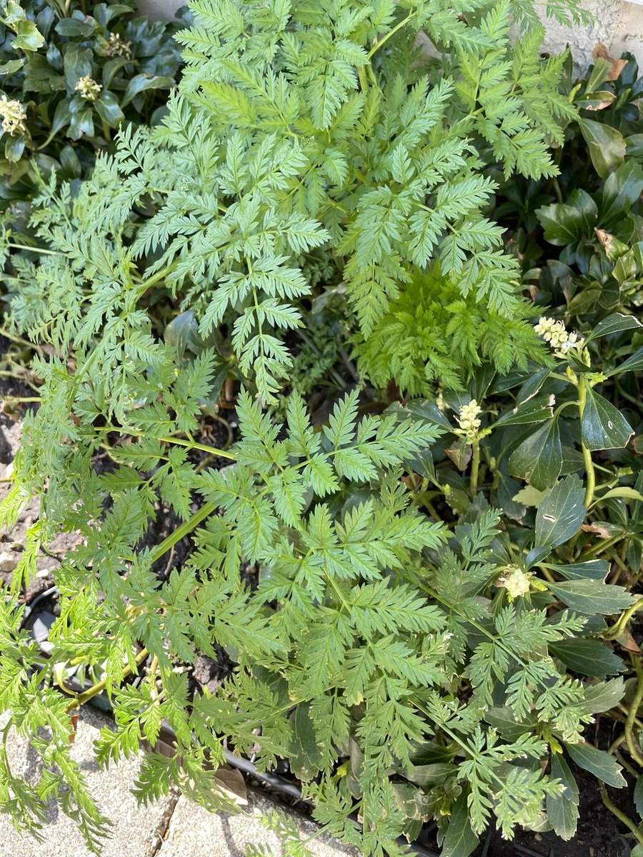mwahl847's tweet image. Is the word ironic, fitting or weird when a medical toxicologist finds poison hemlock spontaneously growing in their back yard? @ILPoisonCenter @toxikonchicago #hemlock #poison #englishlanguage #English