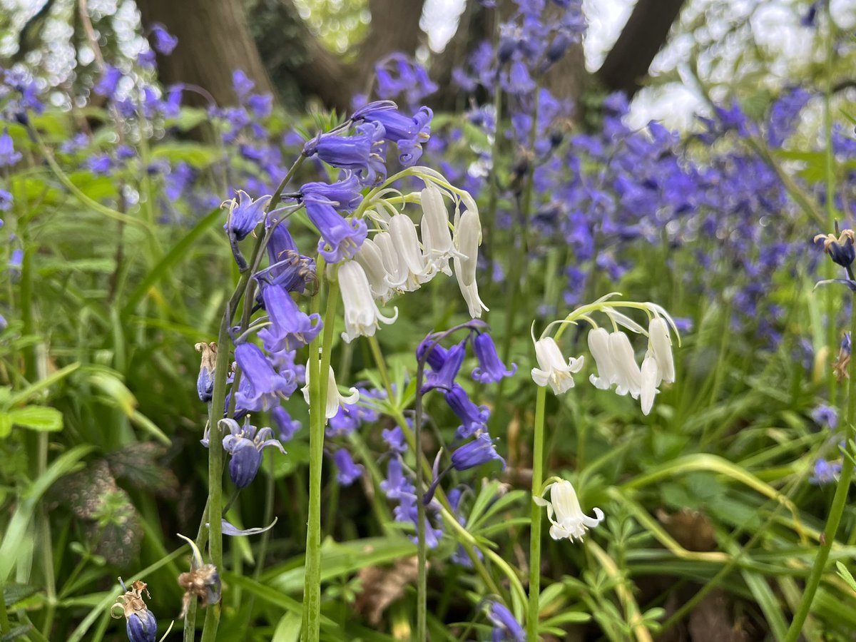 WesternTaxis's tweet photo. RT Derby_Parks RT @DCWinslow: Loved my recent visit to Allestree Park. Spending time in nature really does cleanse the soul 🙌😊

Rescued a buff tailed bumblebee, was great to see natural collection of water and ancient stands of native bluebells. 

#r… https://t.co/NiTtnFoO4s