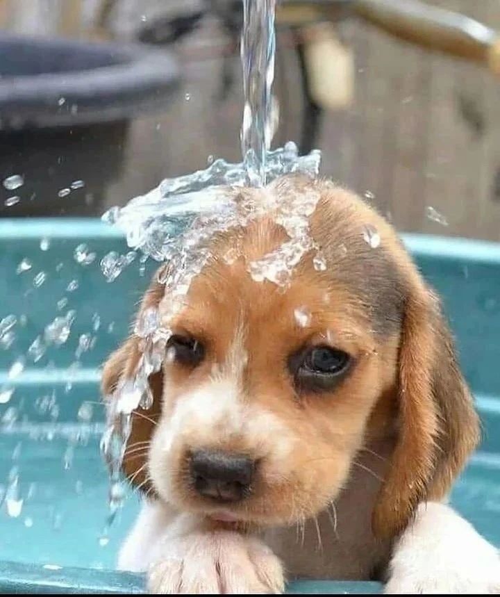beagle_usa1's tweet photo. https://t.co/3unCz2Lh1u