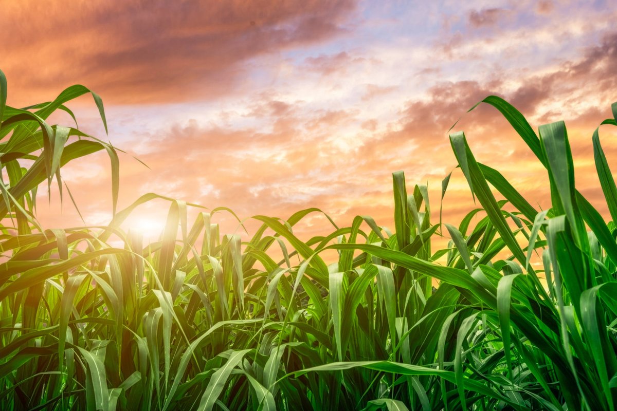 EarthDailyAgro's tweet photo. This case study show how #EarthDaily’s data and analysis helps customers anticipate the market for crop production and pivot quickly in response to market conditions. https://t.co/9t4NXSUkUM #geospatial #geosysPlatform #EarthObservation https://t.co/Vht7cTQbNf