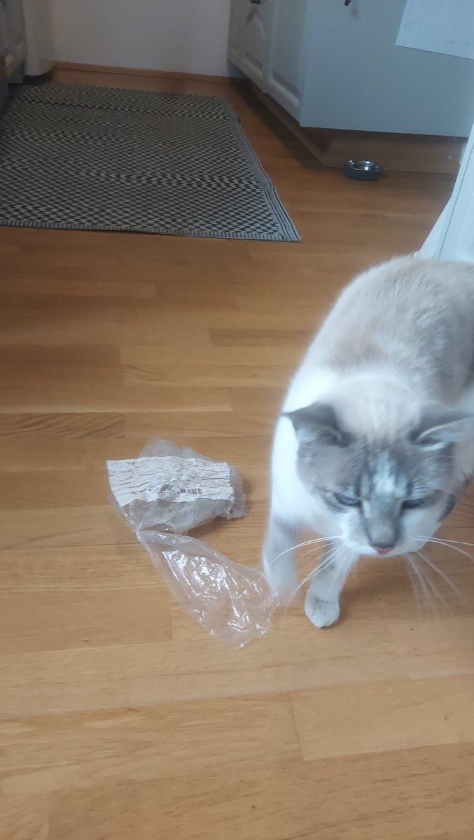MaggaThora's tweet photo. Plokkkötturinn ♻️ Fer ca 7-10 ferðir á dag til þess að sækja plast í næsta nágrenni. Hef fulla trú á að Stykkishólmsbær veiti Snæbjörtu kisu umhverfisverðlaun ♻️ https://t.co/1qnbEKX2fa