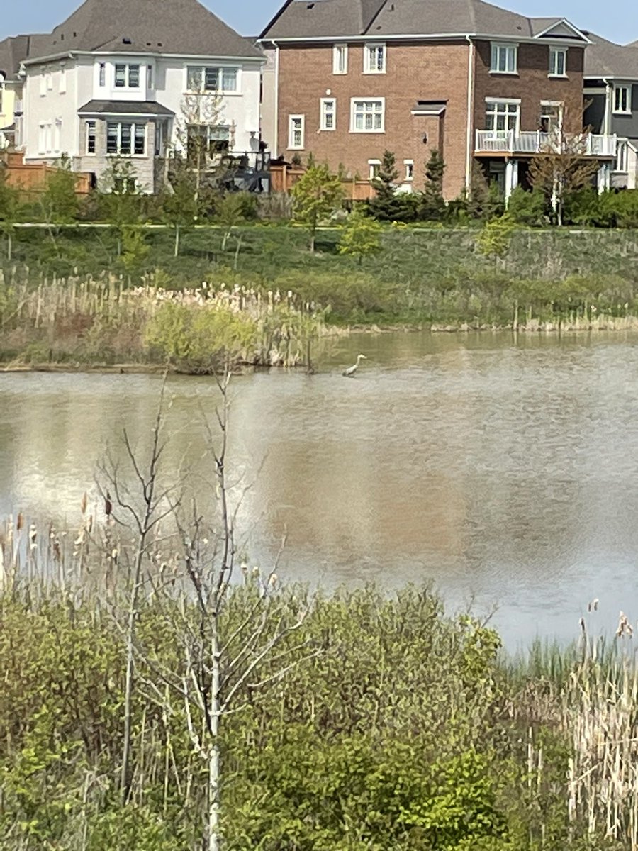 7-2 explored our local pond and forest today as we looked to classify producers, consumers and decomposers within local ecosystems. Highlights included Red-Winged Black Birds, a Great Blue Heron and a Snake Millipede!