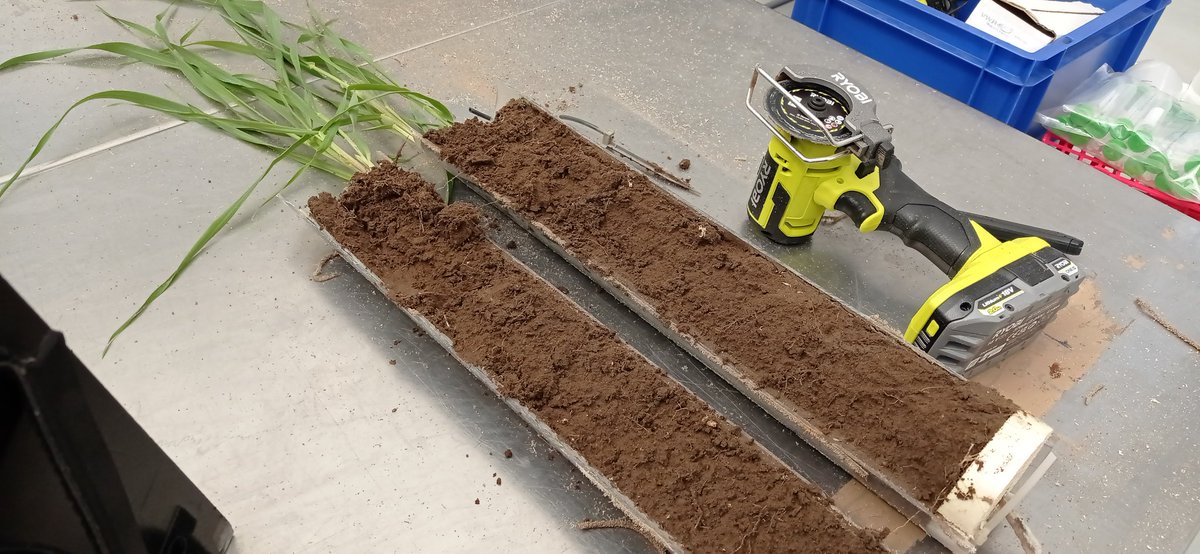 HamidRouina's tweet photo. Just learned about the challenges of root harvesting for RNA-seq analysis in soil! It's not easy to get high quality RNA from roots without contamination from soil particles.  @PhenoRob @IBG2Plant @Ibg2Root @ceplas_1  #RNAseq #rootbiology https://t.co/PIj8u70GeN