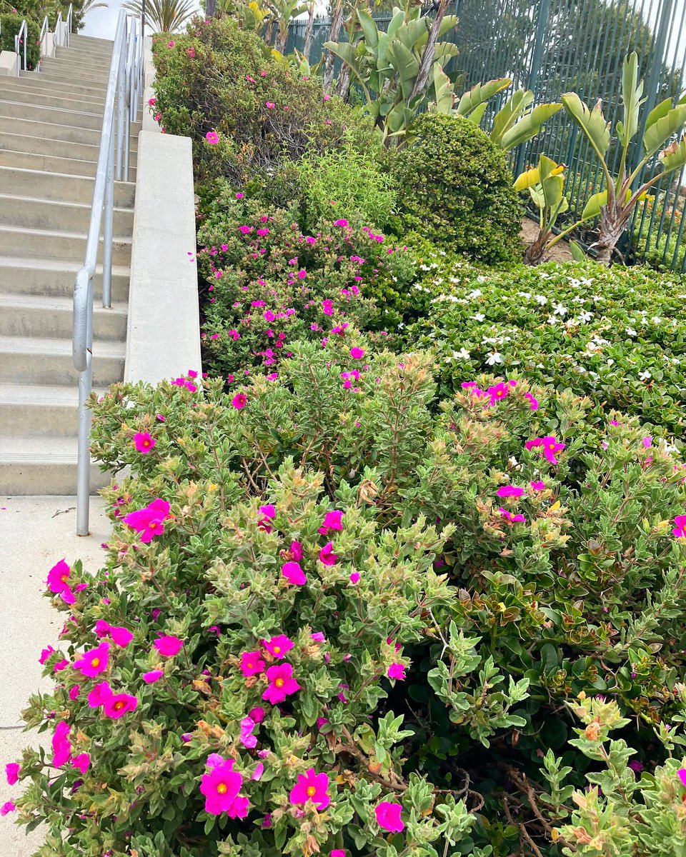 michele-steer-on-twitter-happy-thursday-my-friends-how-to-get-two