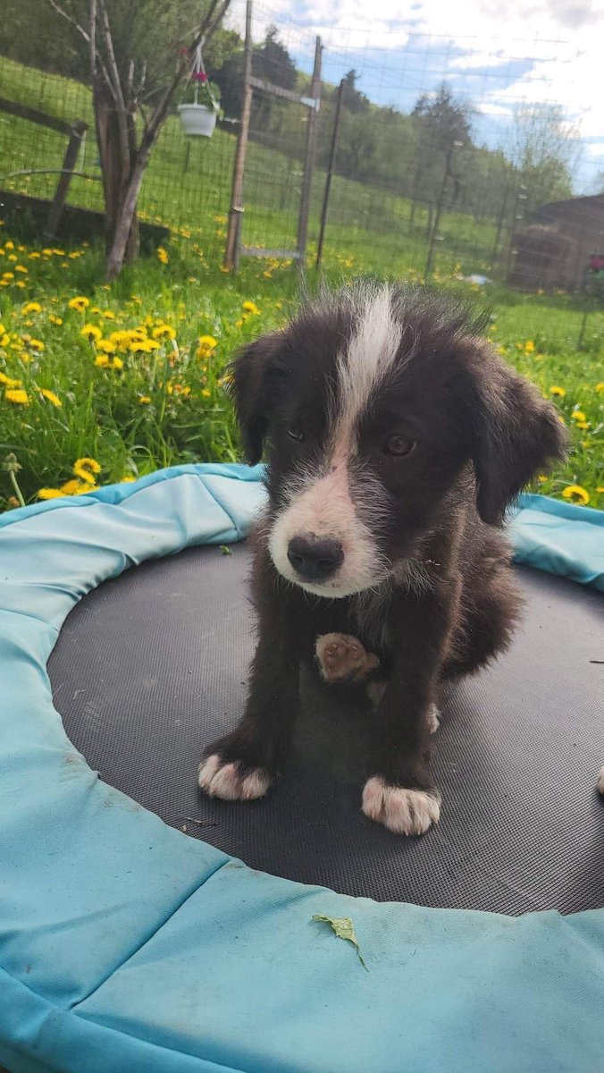 EverMore Dog Rescue on Twitter "Looking for a home 🐕 ️🏠 Socks / 4 mths