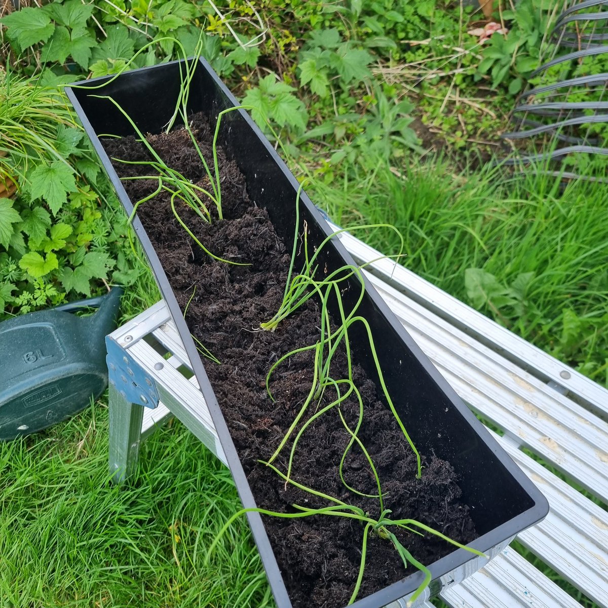 diydad182's tweet image. It's been a busy evening potting up some of my fast growing seeds! It's a challenge with all this wet weather to keep up with everything.

#NoMowMay #springonions #wetspring #dampmay #gardening #mybackgarden #may #2023garden
